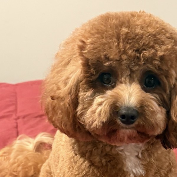 Breezy, Chief Morale Officer at Simply AI to Z